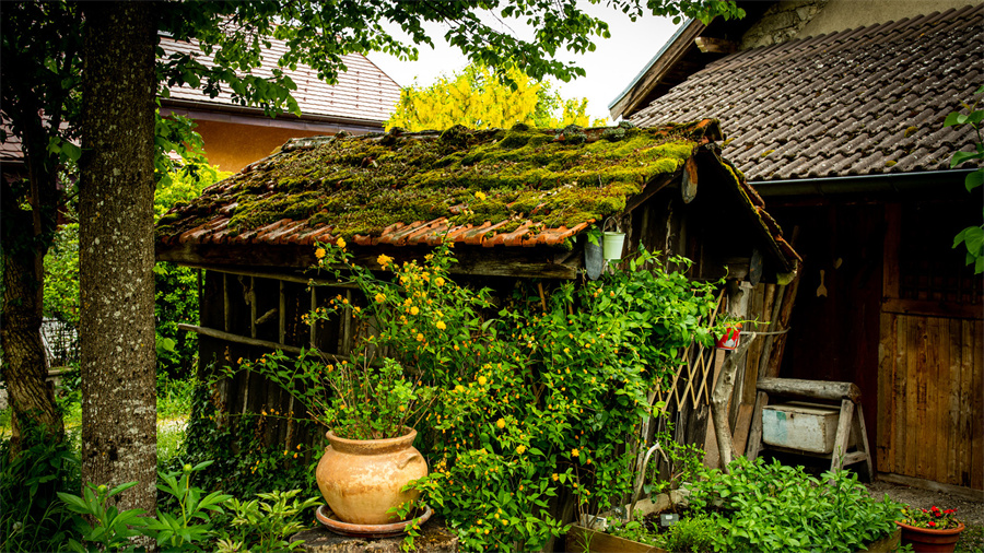 系在那根桩上的那根弦